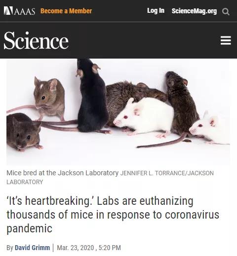 Science new：令人心碎！大流行期间实验室正在对成千上万的小鼠施以安乐死