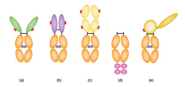小知识：有关单抗与抗体融合蛋白的差别