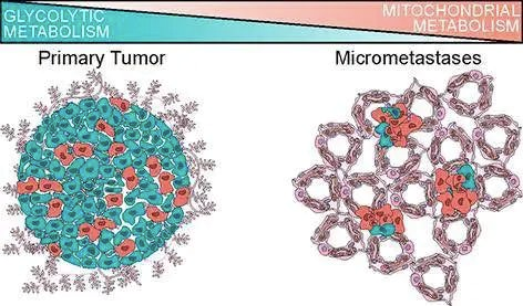 Nat <font color="red">Cell</font> <font color="red">Biol</font>：单细胞测序挑战转移癌代谢理论