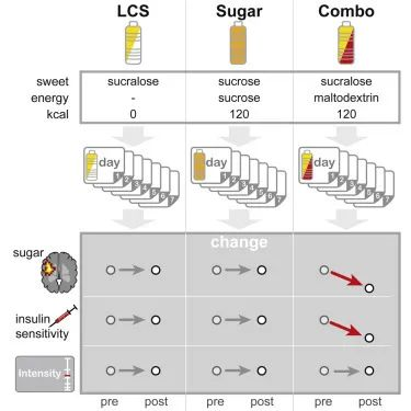 Cell Metab：糖和代糖一起吃会迷惑大脑！科学家发现，代糖和真糖一起吃会导致大脑对糖不敏感，胰岛素敏感性下降