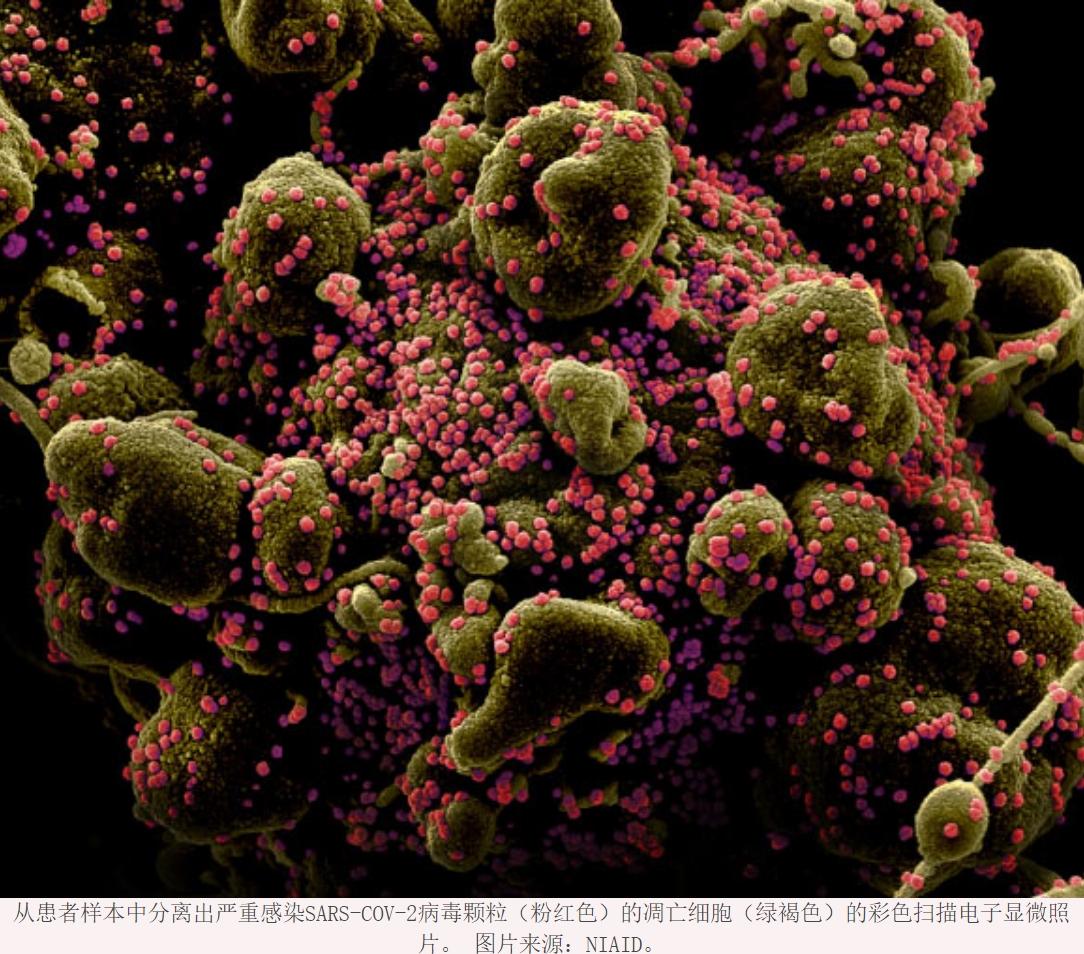 PNAS：新冠肺炎病毒的3种变体已被发现，中国以B型为主