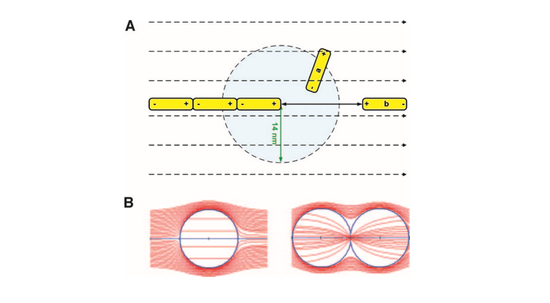 卡尔森等人在2004年发表研究TTFields的首篇论文时附上的原理图：图B表示造成癌细胞内的细胞器和后含物发生电泳的场强差异。