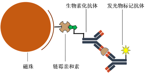 親和素-生物素系統(tǒng)，如何減少干擾，更好地應(yīng)用于免疫檢測(cè)