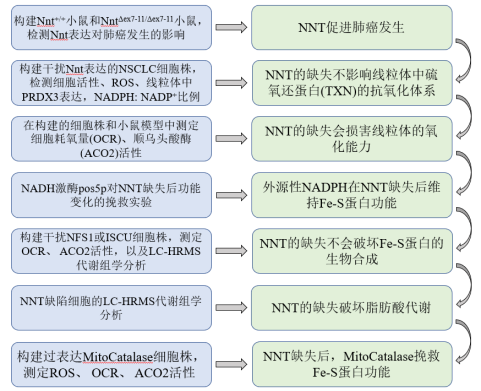 J Exp Med：烟酰胺<font color="red">单核苷酸</font>转移酶（NNT）通过维持Fe-S蛋白功能而调节NSCLC线粒体代谢