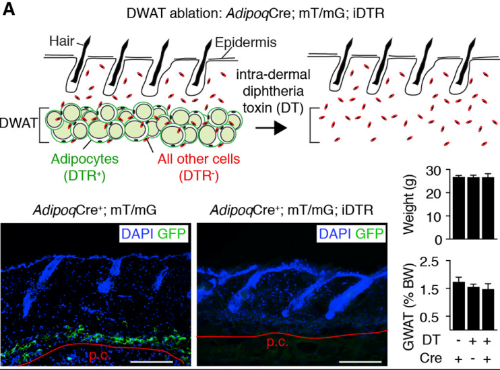 Cell Stem Cell：被小<font color="red">肥肉</font>感动了！科学家发现，为了修复皮肤的损伤，脂肪细胞竟然主动「减肥」，瘦身之后变身成纤维细胞填补伤口