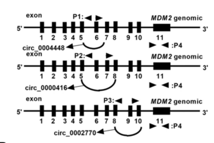 Cell Death Dis：环状RNA Circ_0002770高表达预示黑<font color="red">色素</font>瘤患者预后不良
