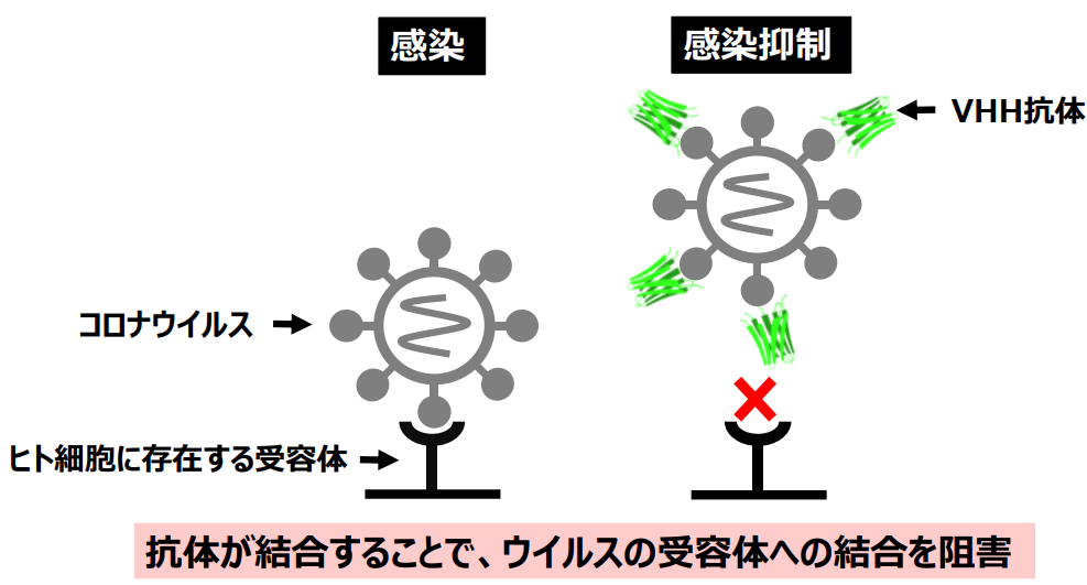 日本研发出新型SARS-CoV-2抗体