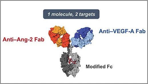 双特异性抗体Faricimab治疗AMD的Ⅲ期数据公布，<font color="red">16</font>周仅需给药1次
