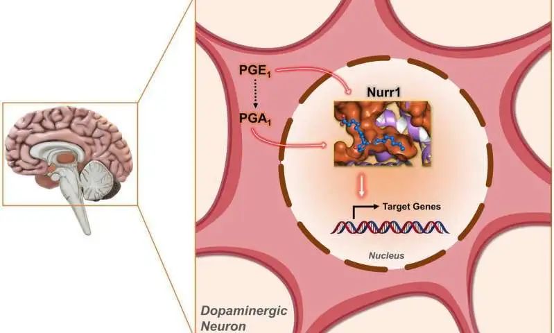 Nat Chem Biol: 哈佛大学研究发现：一组分子有望治疗帕金森病