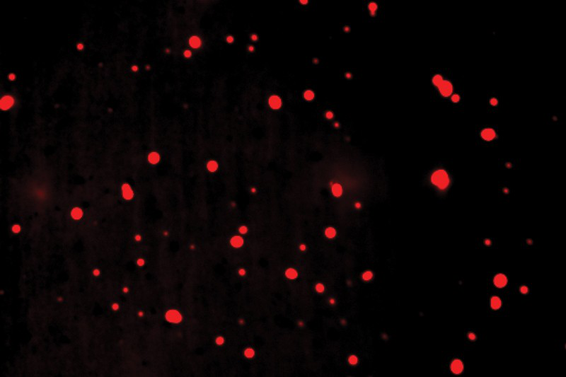 细胞“熔岩<font color="red">灯</font>”效应会使抗癌药物更有效