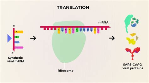 葛兰素史克支付1.3亿<font color="red">英镑</font>：加入开发基于mRNA的疫苗和抗体