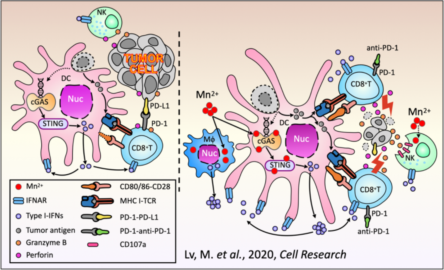 Cell Res： “锰免疗法”——锰离子可以提高肿瘤<font color="red">免疫治疗</font>的应答率