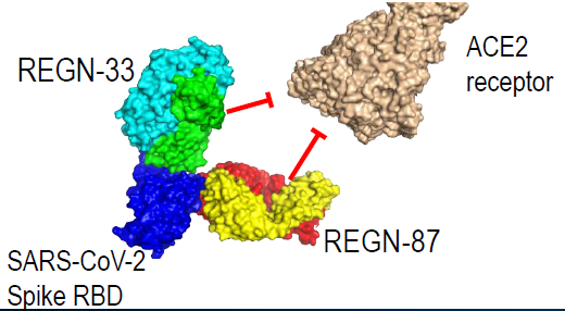 再生元抗体鸡尾酒REGN-COV2治疗特朗普新冠病毒感染，研究数据全在这里！