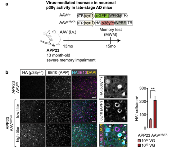 Acta Neuropathologica: <font color="red">MAP</font>激酶p38γ降低tau介导的晚期记忆缺陷