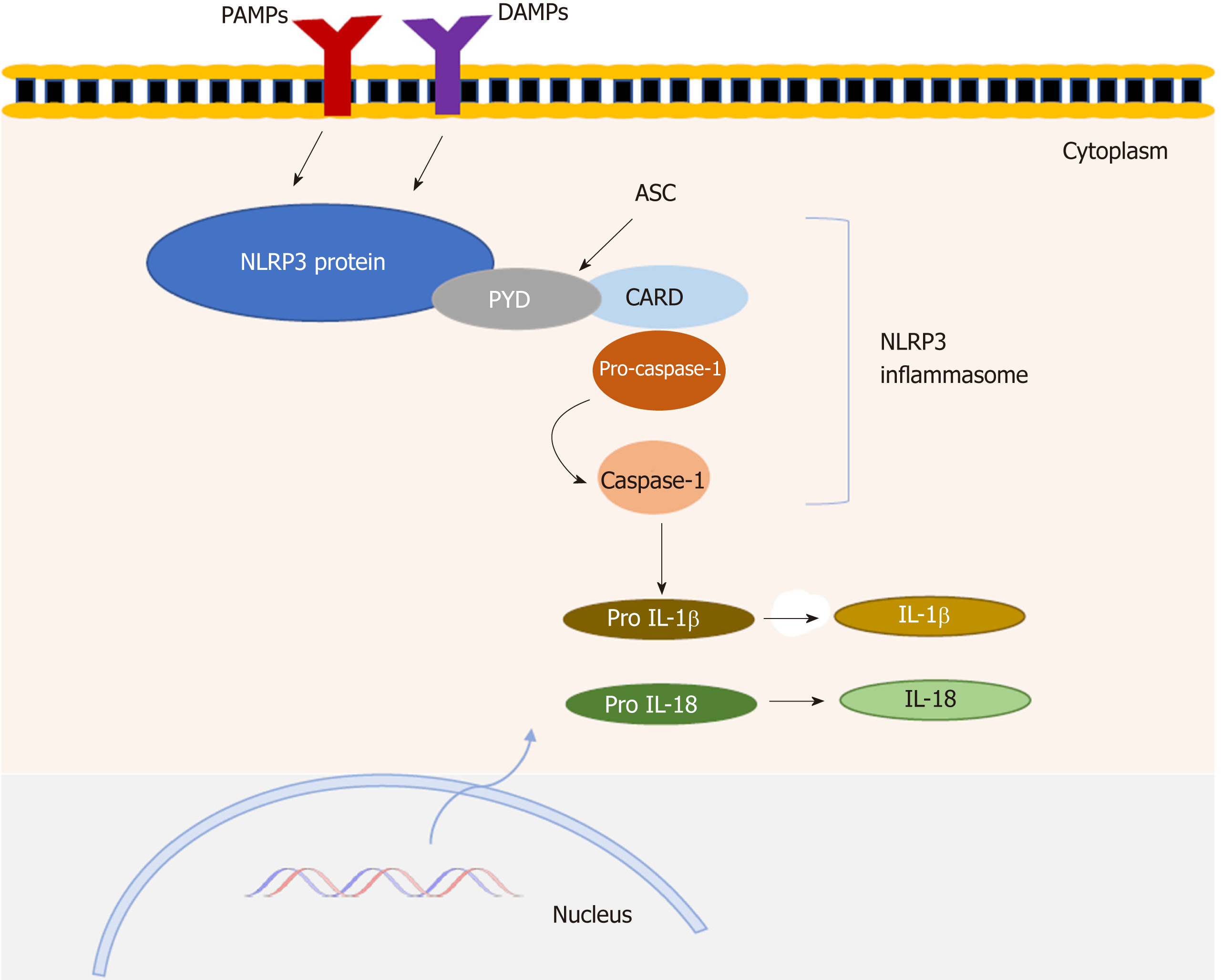 Role of NLRP3 inflammasome in inflammatory bowel diseases