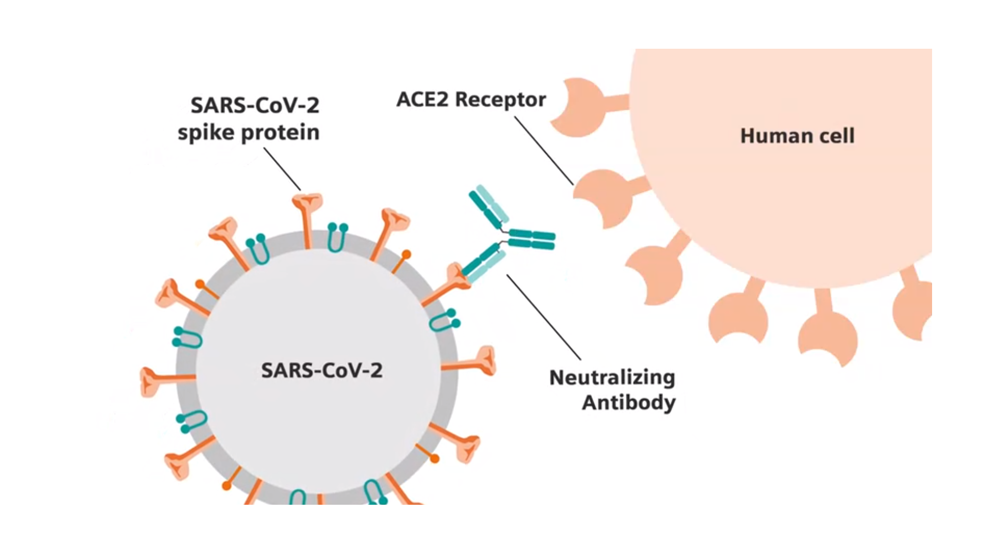 SARS-CoV-2 antibody test from Siemens Healthineers evaluated against other  leading antibody assays in Public Health England study - Siemens  Healthineers Nederland