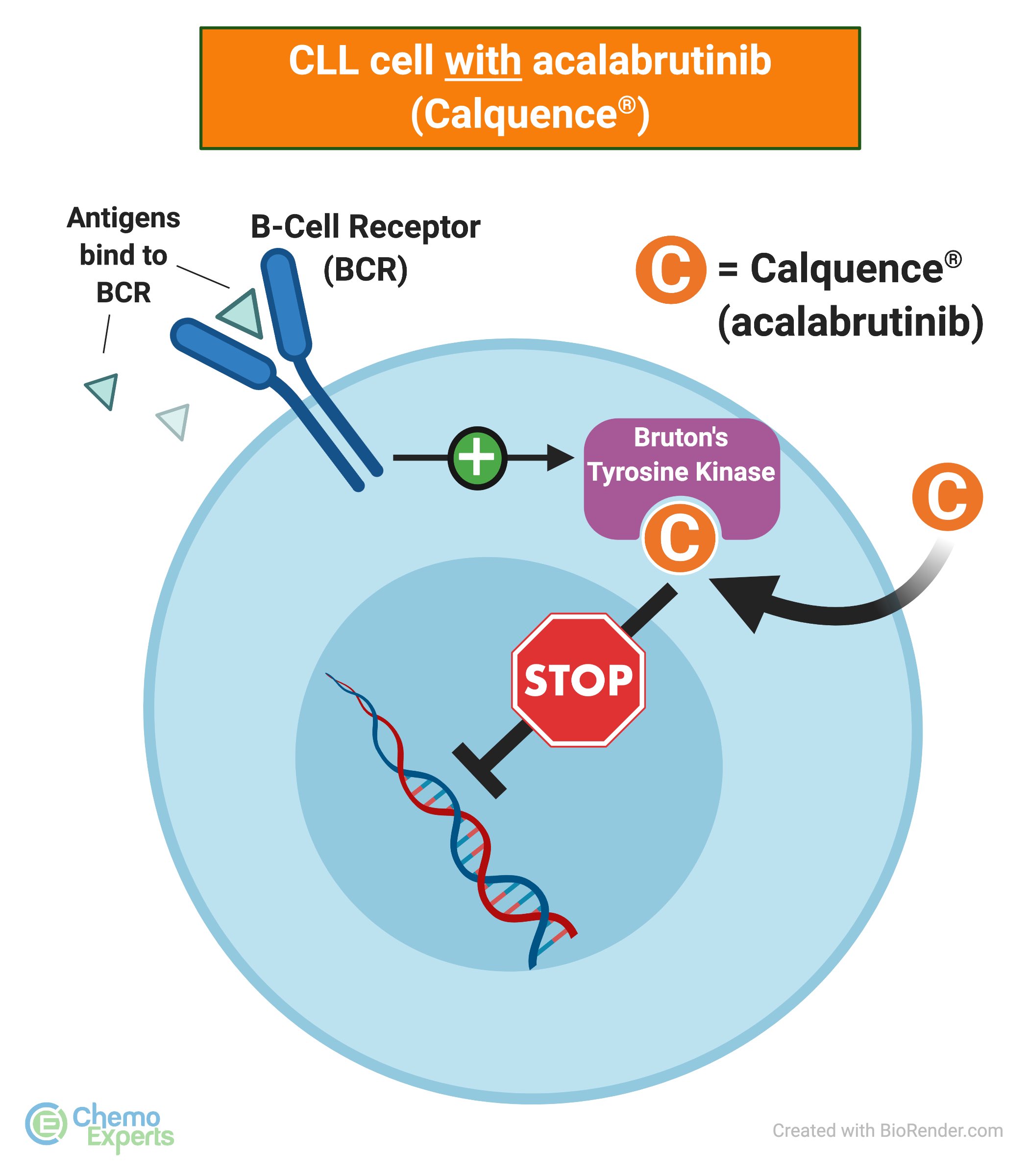 Acalabrutinib (Calquence®) + Obinutuzumab (Gazyva®) for CLL | ChemoExperts