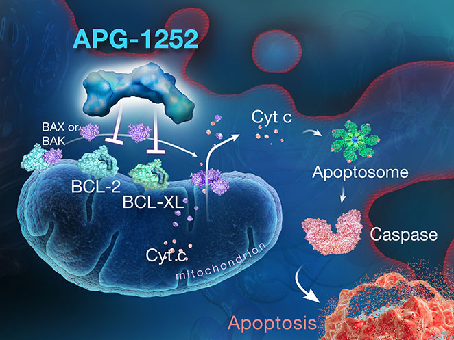 Apoptosis Targeting Compounds - Ascentage Pharma