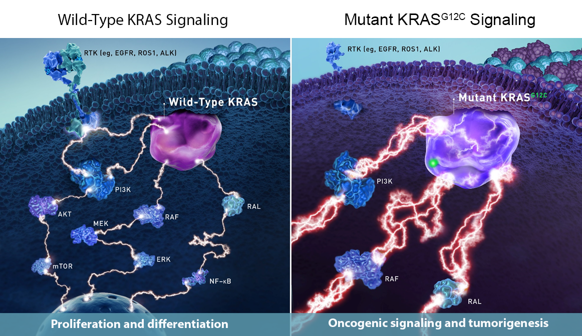 KRAS抑制剂adagrasib治疗非小细胞肺癌，<font color="red">83</font>%应答患者无疾病进展