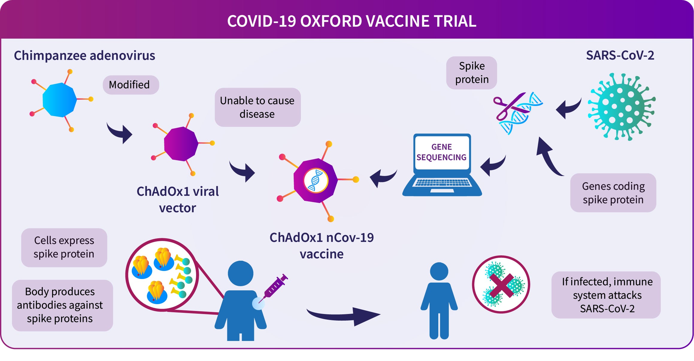 The Lancet：阿斯利康的黑猩猩型<font color="red">腺病毒</font>载体COVID-19疫苗在老年人中诱导了强烈的免疫应答