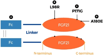 非酒精性脂肪性肝炎新药FGF21-Fc融合蛋白Efruxifermin：2期临床进一步证明其强大的降脂<font color="red">降</font>纤维化疗效