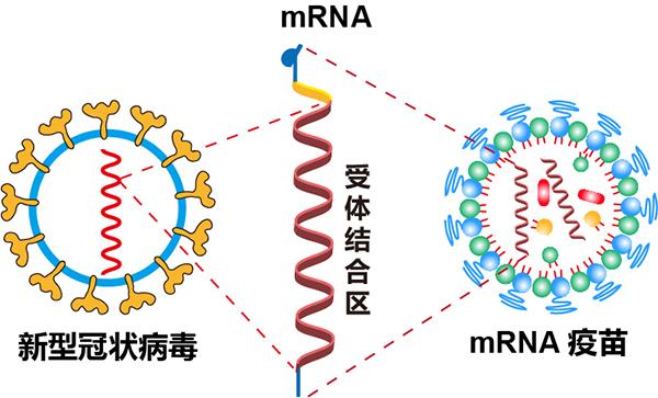 我国<font color="red">第二个</font>自主研发的mRNA新冠疫苗产品获批临床