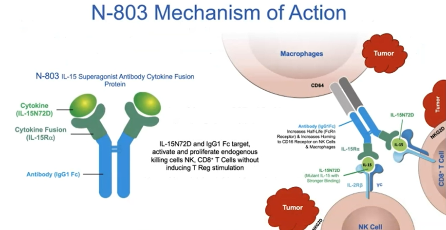 ASCO GU 2021: IL-15RαFc超激动剂N-<font color="red">803</font>在对BCG反应的NMIBC膀胱癌原位癌患者中的研究（QUILT 3.032试验）