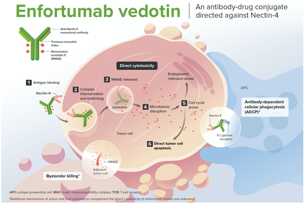 ASCO GU 2021: ADC类药物Enfortumab <font color="red">Vedotin</font>在尿路上皮癌中的治疗效果重磅公布（EV-301研究）