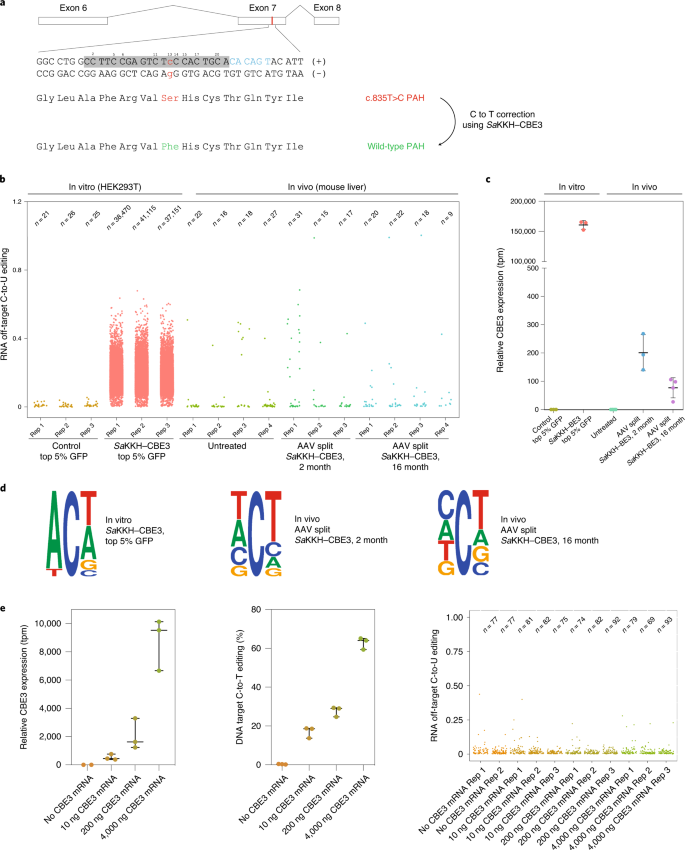 Nature BME:一种未检测到RNA和DNA脱靶突变<font color="red">的</font>肝细胞内胞苷碱基编辑方法