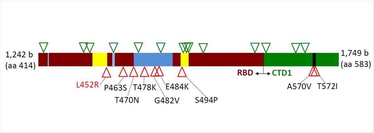 Distribution of silent (green triangles) and amino acid (red triangles) mutations across region 414-583 of the Spike protein. Dark red – receptor-binding domain (RBD); Green – C-terminal domain 1 (CTD1) of S1 Spike region; Blue – receptorbinding ridge epitope residues; Yellow – 443-450 loop epitope residues; Black – 570-572 loop residues.