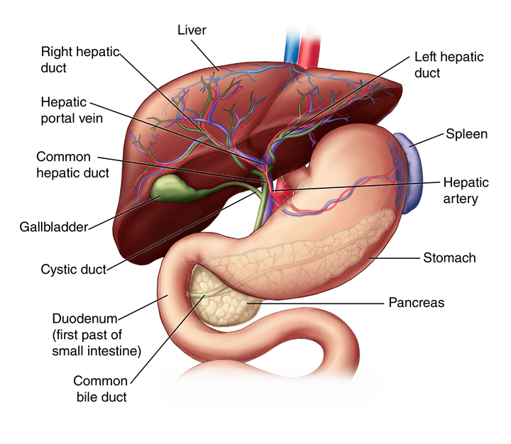 肝脏解剖