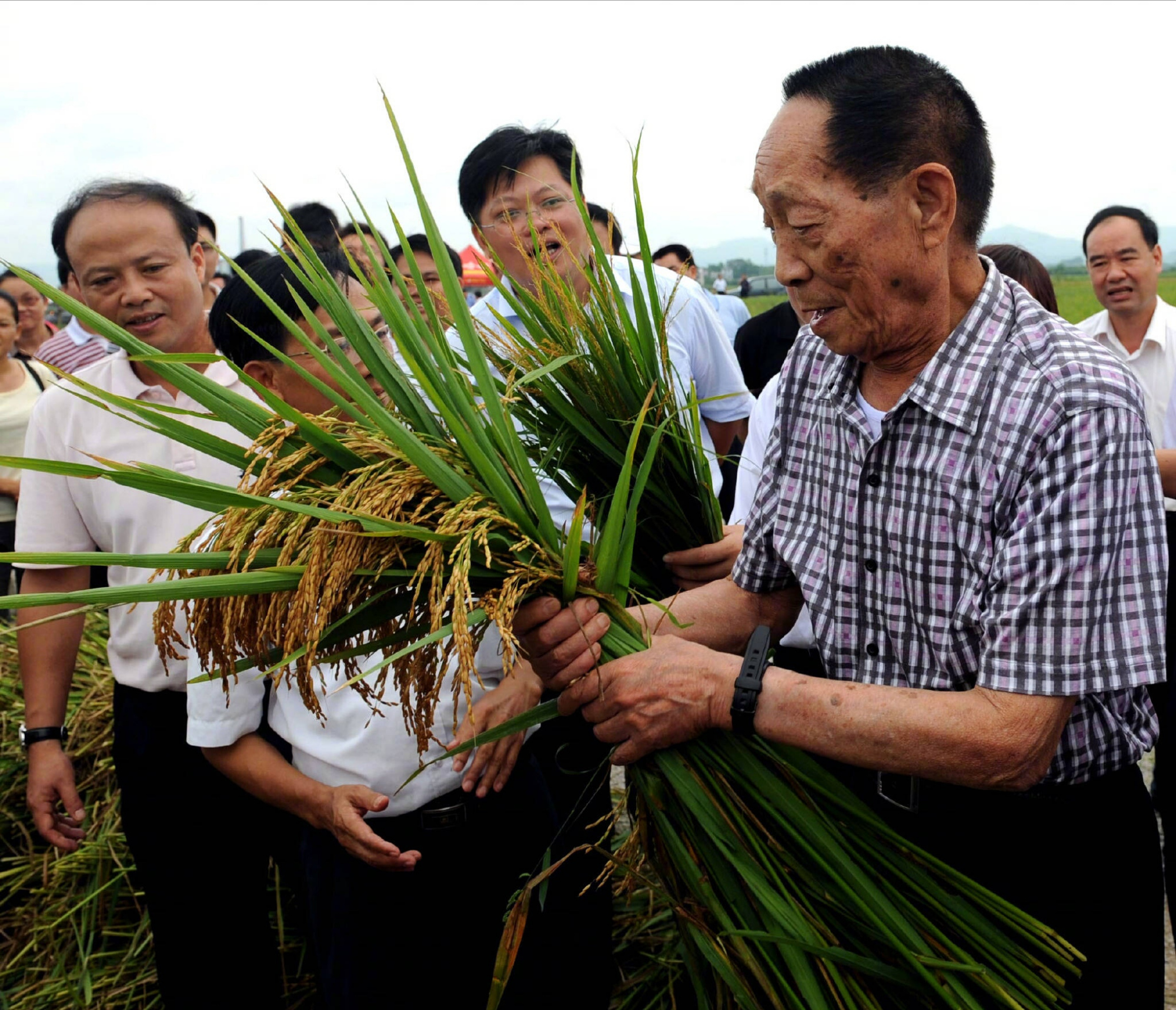 袁隆平的南优2号水稻育种成功，罗孝和激动地说：我不是