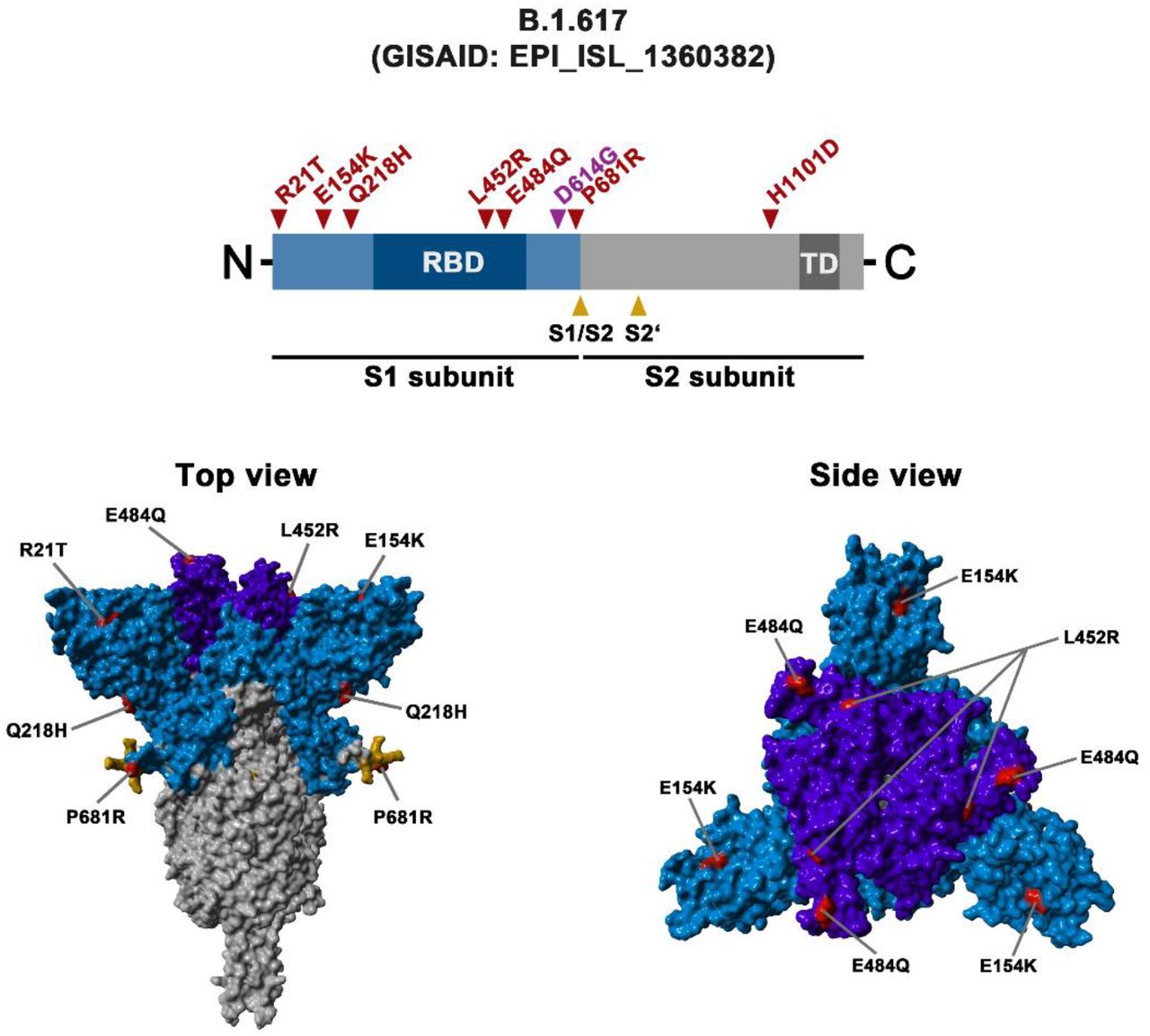 SARS-CoV-2 variant B.1.617 is resistant to Bamlanivimab and evades  antibodies induced by infection and vaccination | bioRxiv