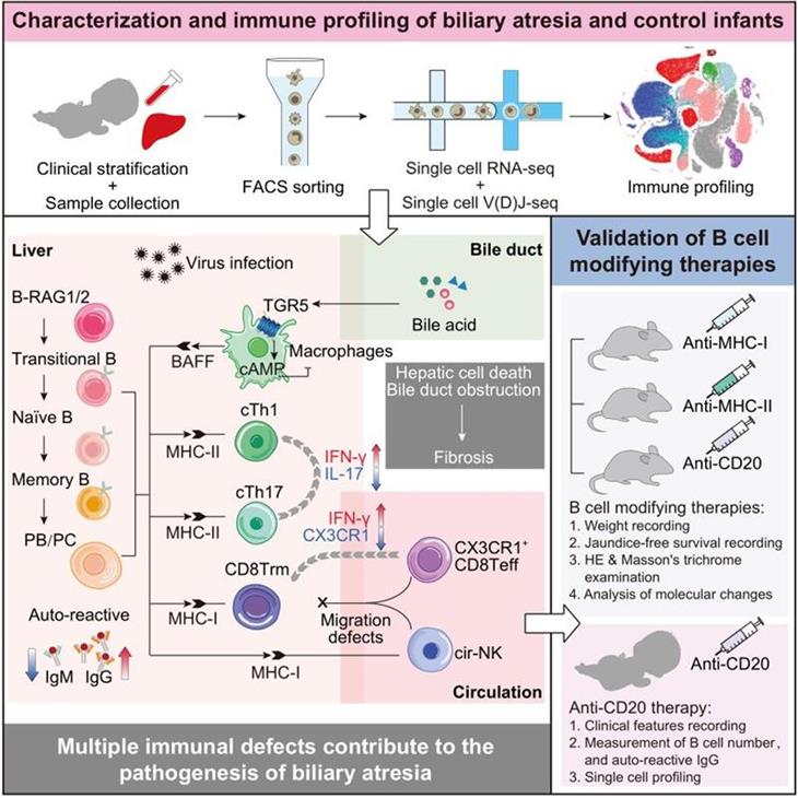 Cell：新生兒膽道閉鎖發(fā)病機(jī)制被揭示，利妥昔單抗可能成為潛在治療藥物