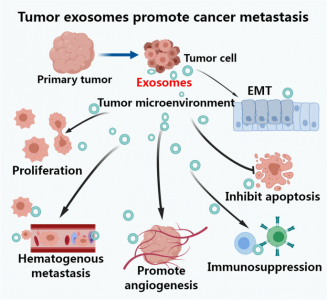 Mol Cancer：肿瘤相关外泌体通过<font color="red">多种</font>机制促进肺癌转移的综述