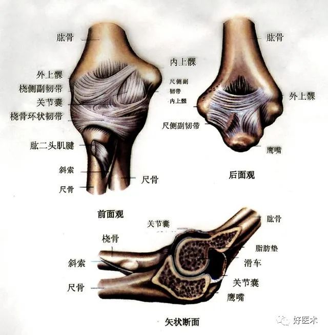 肘关节由关节囊韧带所包围,主要由肱骨下端,桡骨小头,尺骨上端所组成
