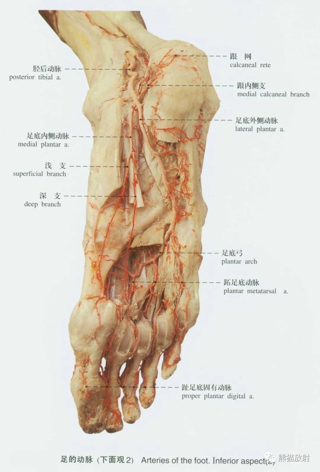 脚底动脉血管分布图图片