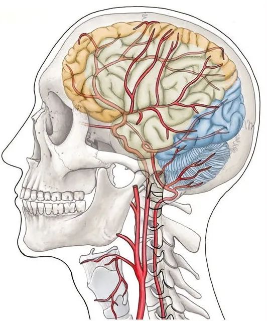 最直观的脑部血管供应区模式图满是干货