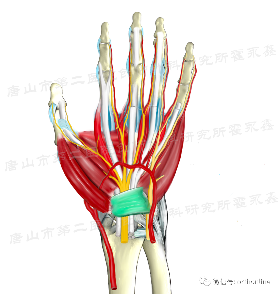 外科医生手绘 | <font color="red">全面</font>解析手掌侧的解剖及其分隔