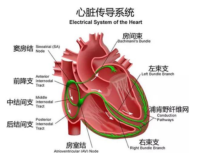心脏电生理——诊断与治疗