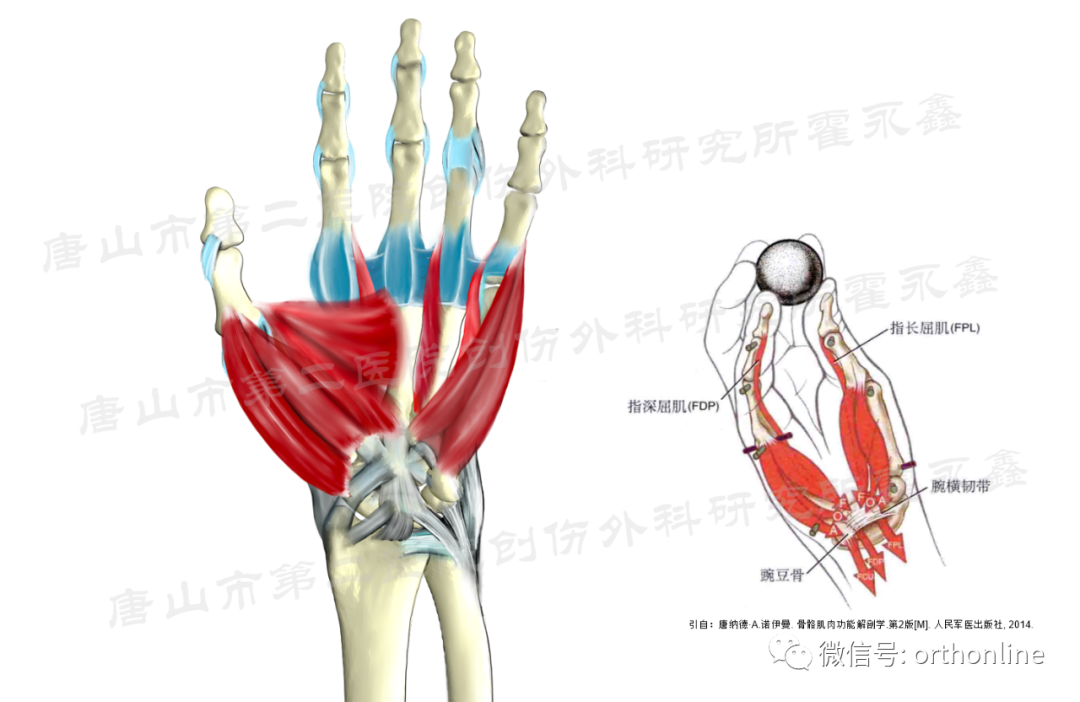 指间关节侧副韧带图图片