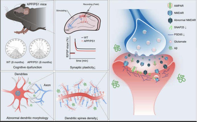 Front.aging neurosci-阿尔兹海默病小鼠模型海马CA1 N-甲基-D-天冬氨酸受体功能缺陷和<font color="red">突触可塑性</font>
