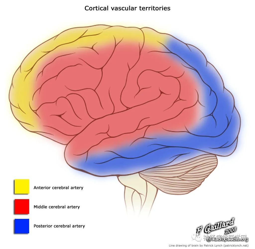大脑动静脉分布图及<font color="red">脑干</font>重要解剖结构和血液供应