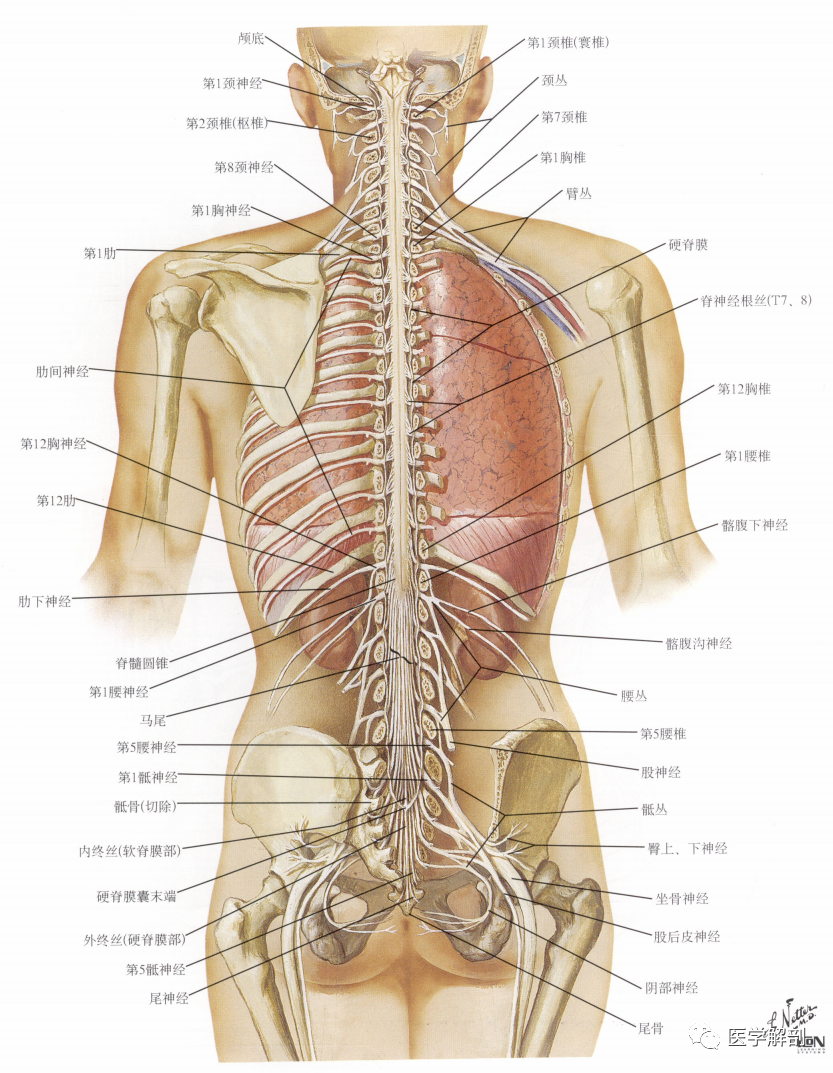 奈特解剖图谱 | 脊髓与脊<font color="red">神经</font>