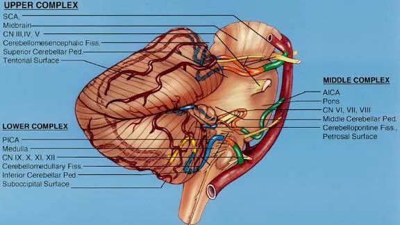 技巧总结！如何记后颅窝三组神经血管复合体解剖！