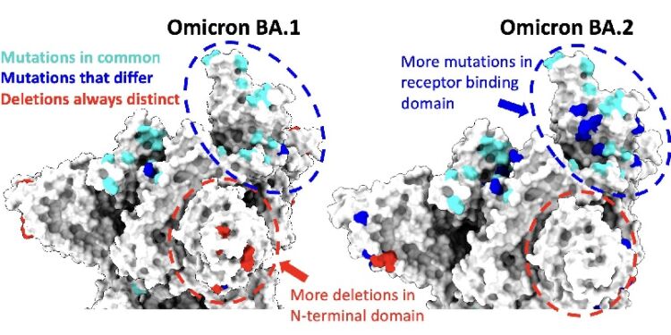 Omicron has three subgenera: BA 1, BA 2, and BA.3. The variant BA.2 can increase its infectiousness.