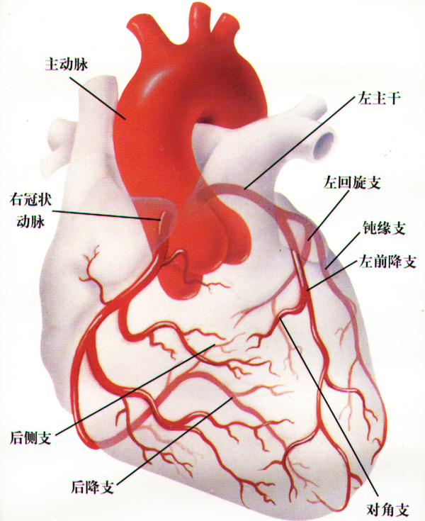 冠状动脉解剖位置图片