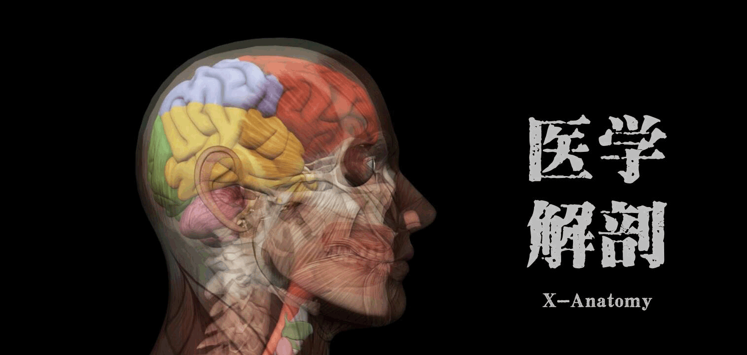 12对脑神经记忆口诀及影像解剖