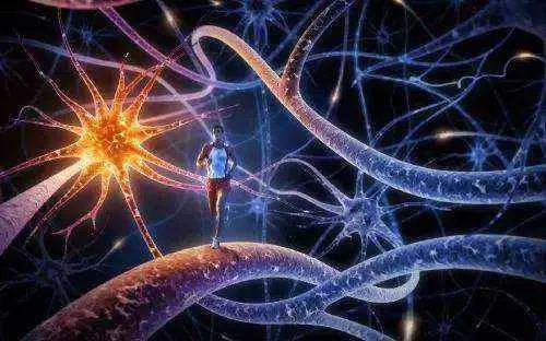 Neuron：加州大学姚泽鹏博士等报道血清素环路可调控进食和能量平衡