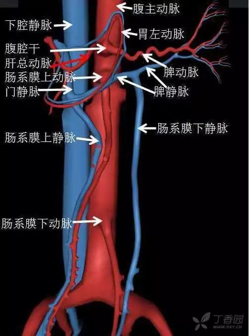 肠系膜动脉解剖图图片